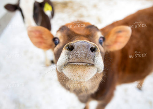 Jersey Dairy Calf 55033