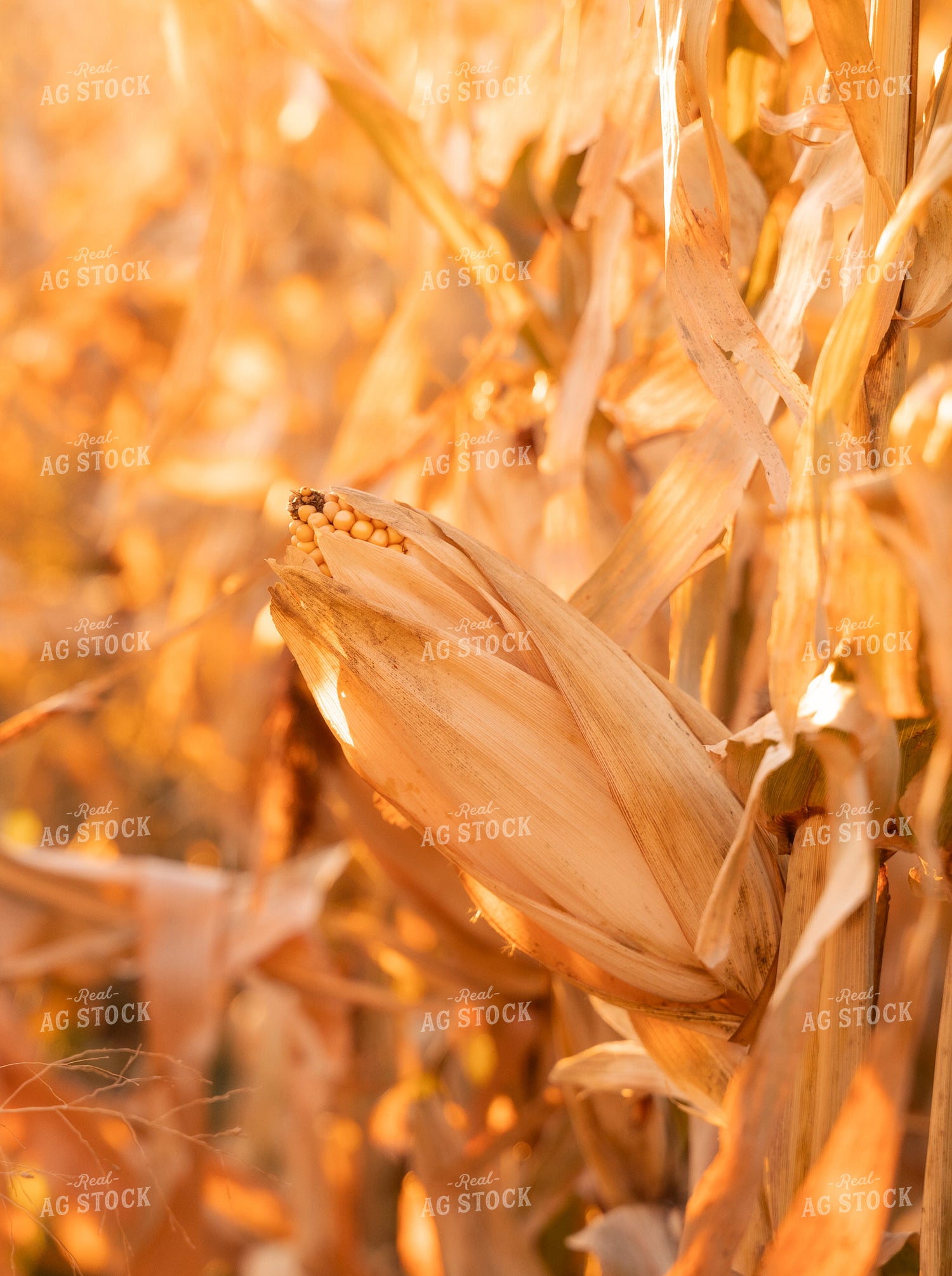 Corn in Field 185119