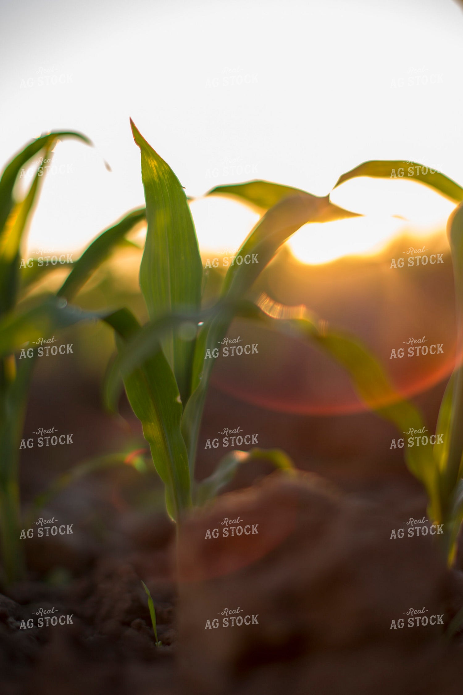 Corn - Early Growth 1085