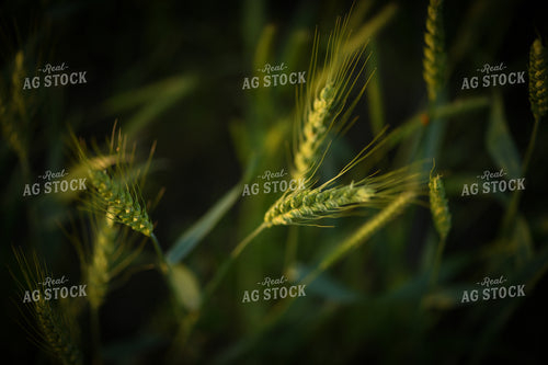 Wheat 191104