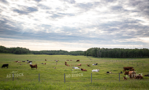 Cattle on Scenic Pasture 238012
