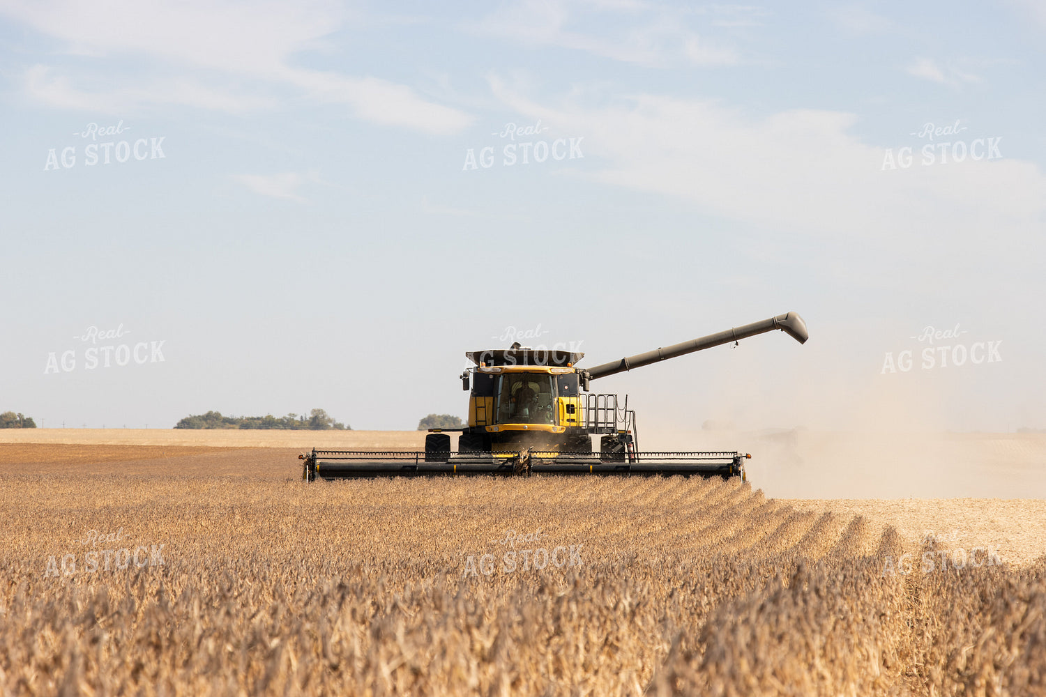 Soybean Harvest 255019