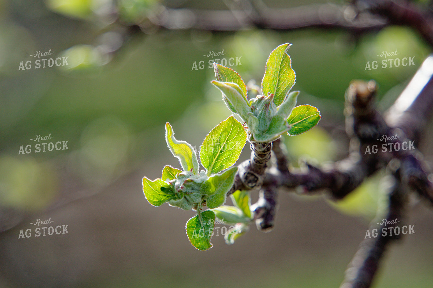 Buds on Apple Tree 146067
