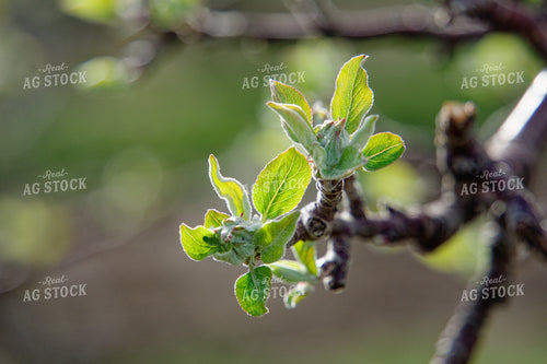 Buds on Apple Tree 146067