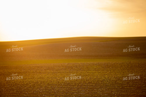 Soybeans - Mid-Season 1462
