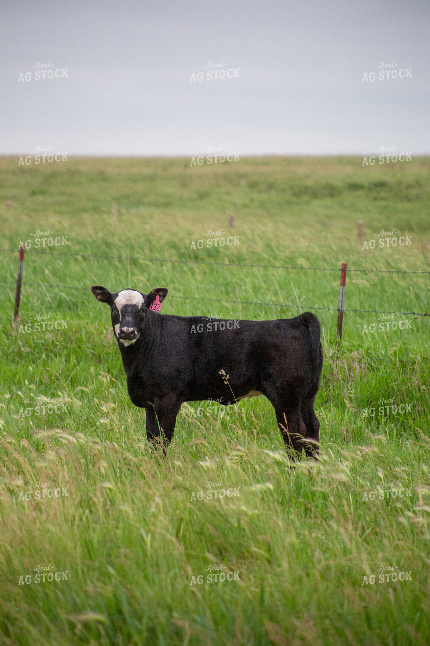 Cattle on Pasture 155640