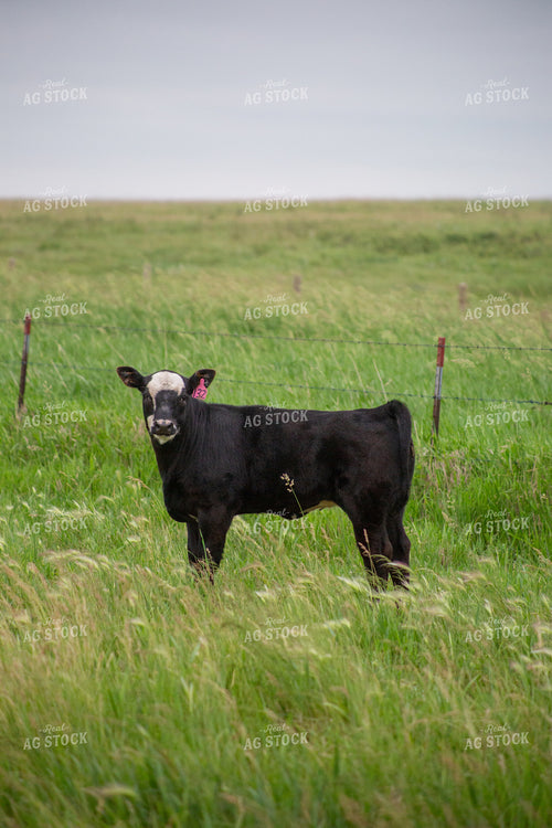 Cattle on Pasture 155640