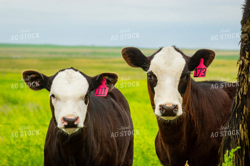 Black Baldy Calves 155259