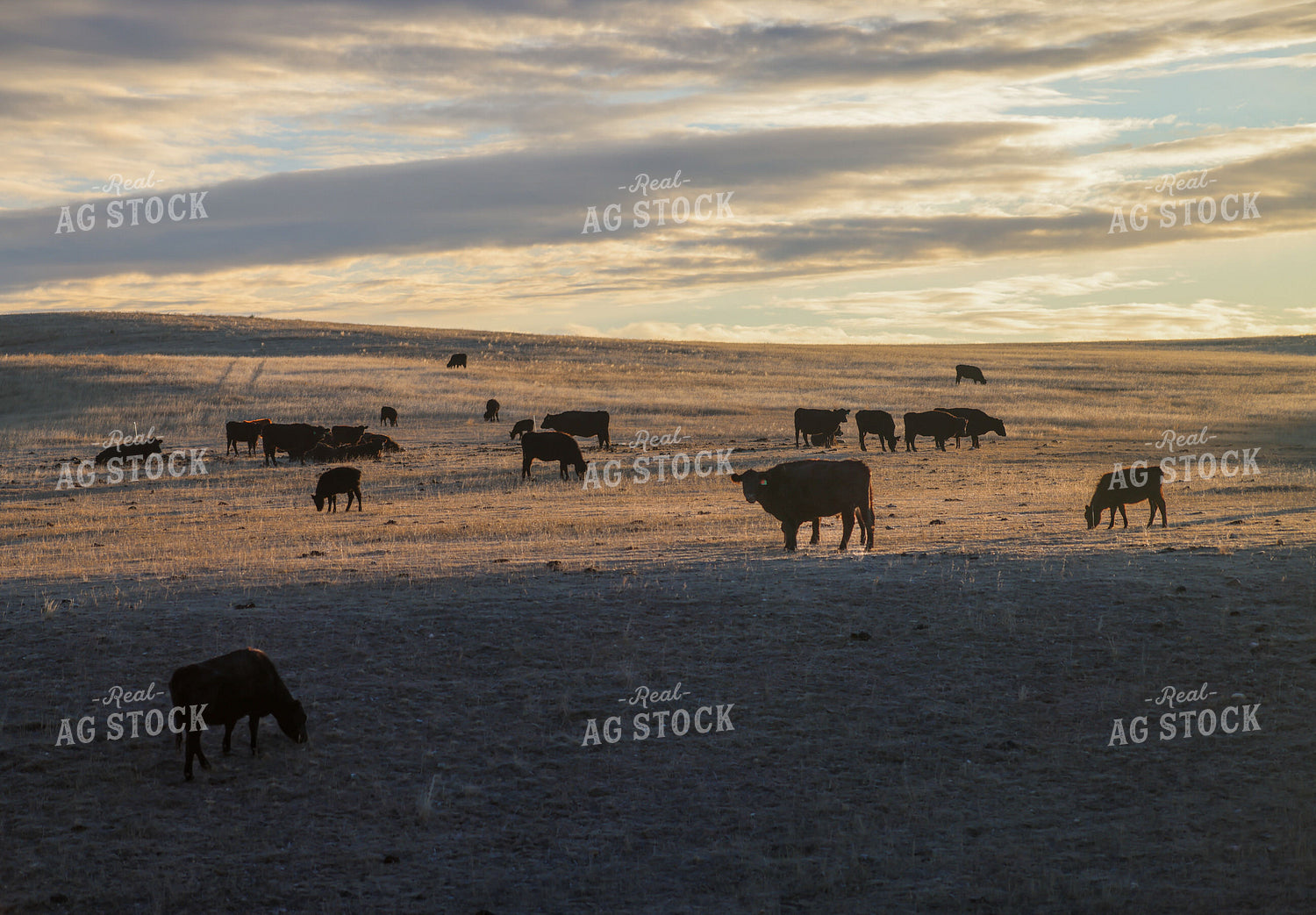 Cattle Grazing 261130