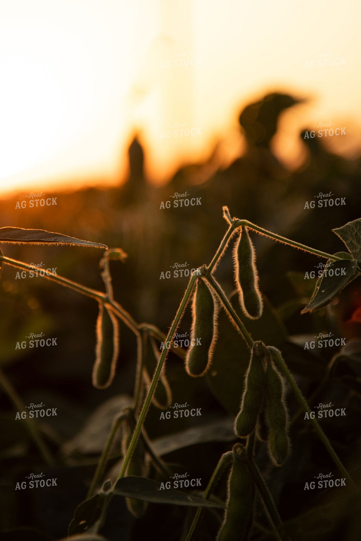 Soybean Pods at Sunset in Mid-Season Field 415003