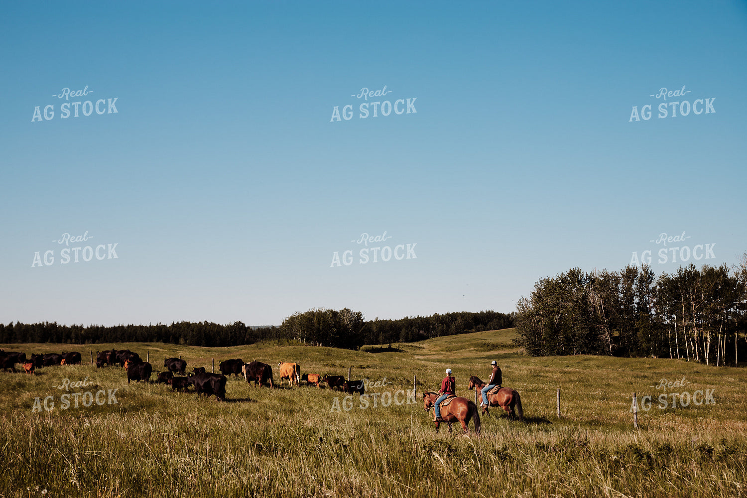 Ranchers Herding Cattle 238008
