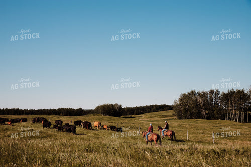 Ranchers Herding Cattle 238008