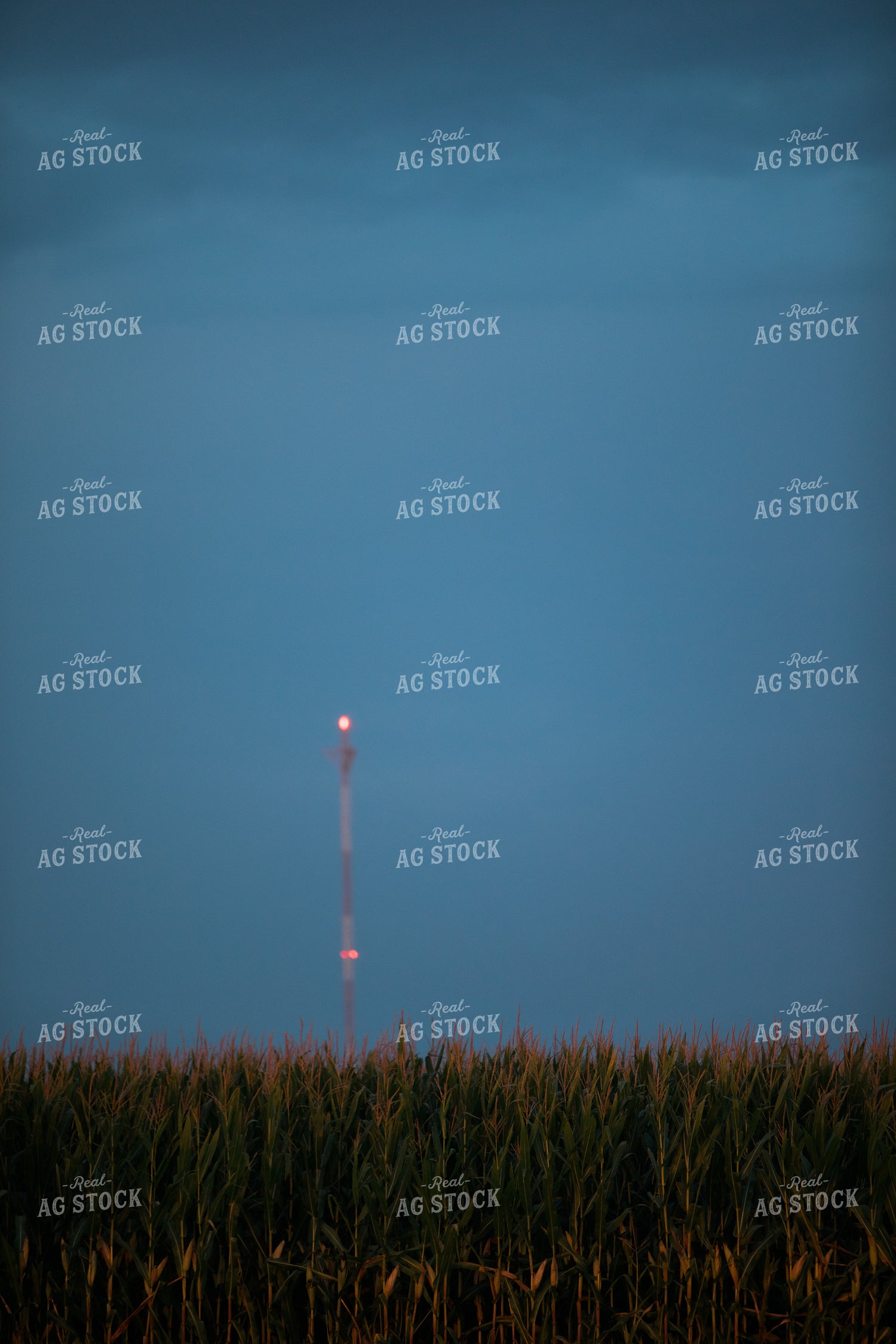 Corn Field Dark Sky 3217