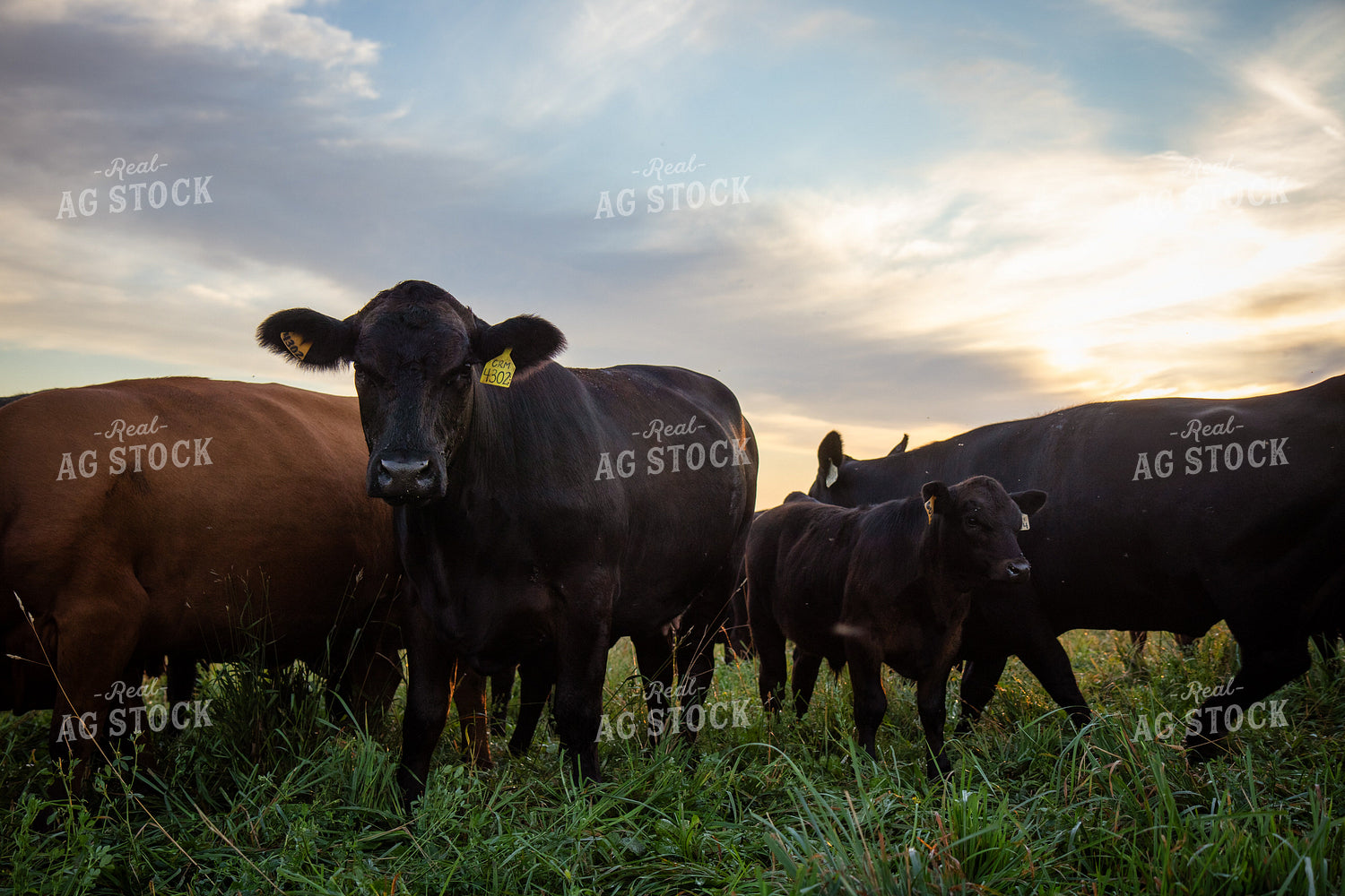 Angus Cow Calf Pairs on Pasture 268377