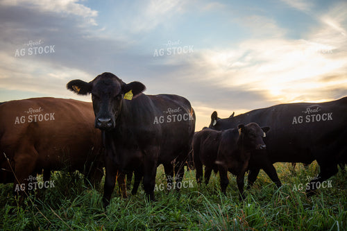 Angus Cow Calf Pairs on Pasture 268377
