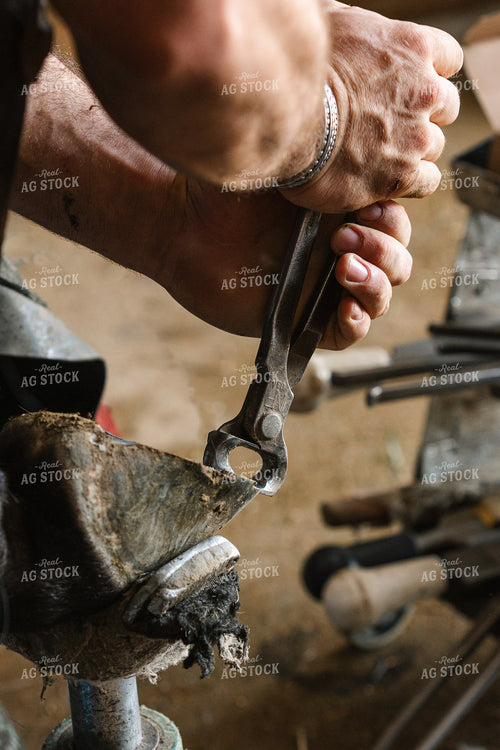 Farrier Trimming Hooves 52703