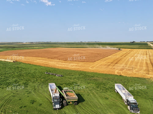 Wheat Harvest 141162