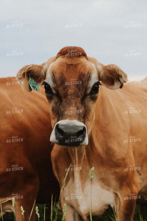 Jersey Cow in Pasture 68108