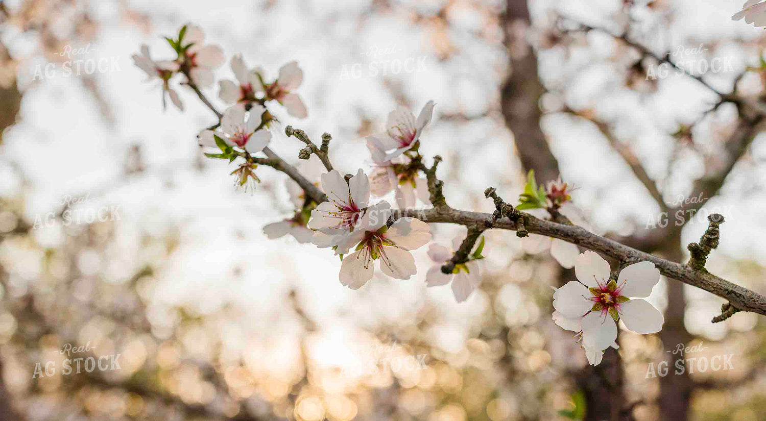 Blooming Almond Tree 180013