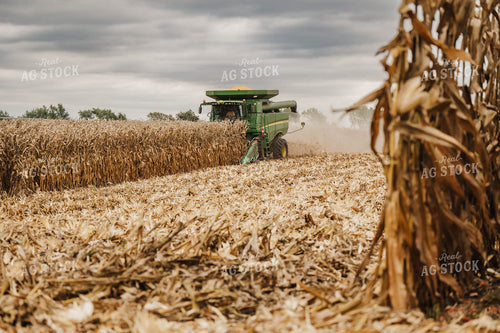 Corn Harvest 115348