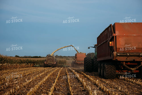 Chopping Corn Silage 152012