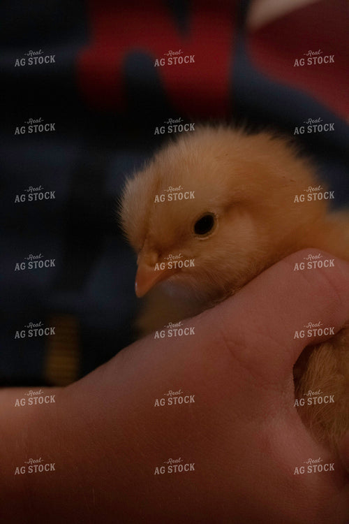 Person Holding Chick 108032