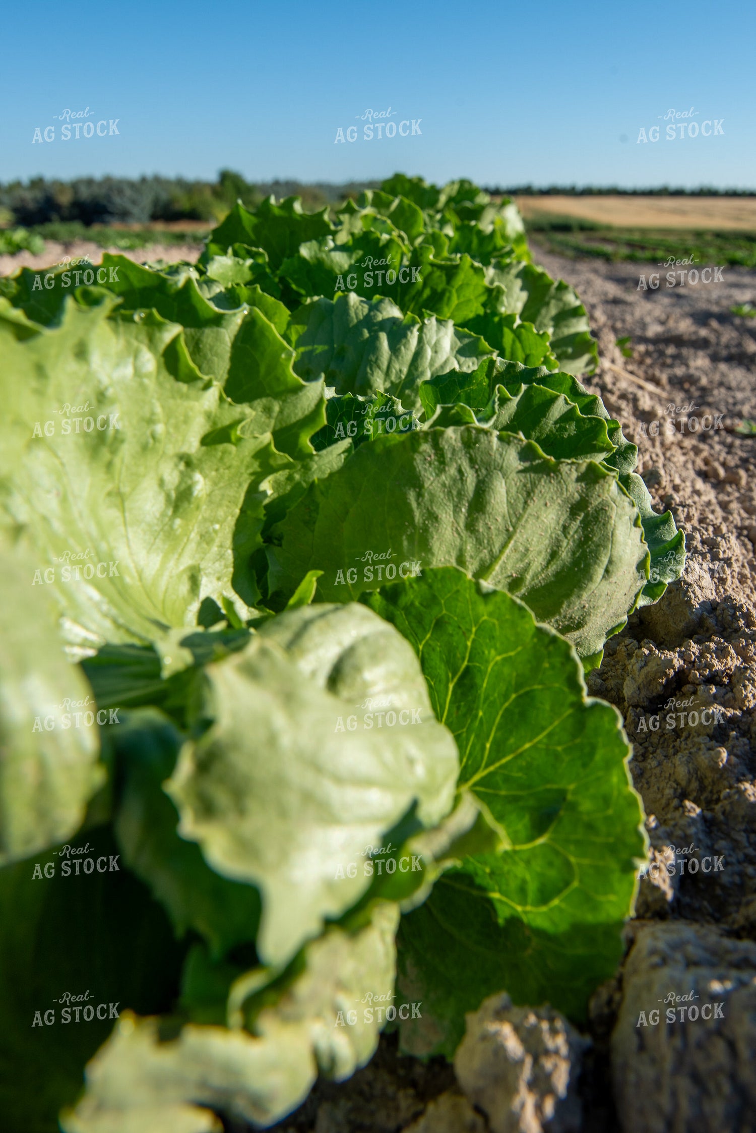Lettuce 236037