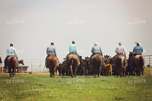 Ranchers Herding Cattle on Horseback 127047