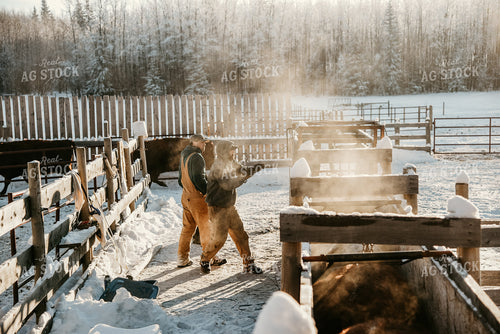 Farmers Working in Yard With Cattle 64313
