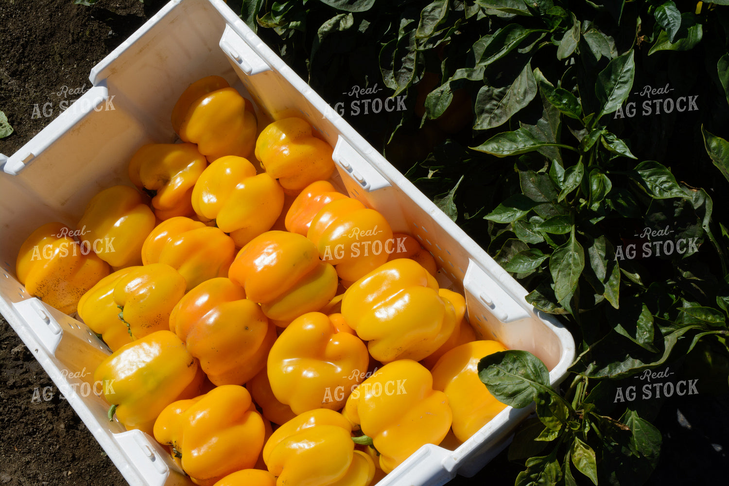 Yellow Peppers in Box 105065