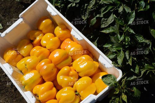 Yellow Peppers in Box 105065