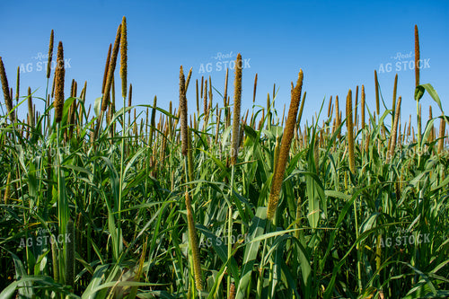 Midseason Mllet 156152