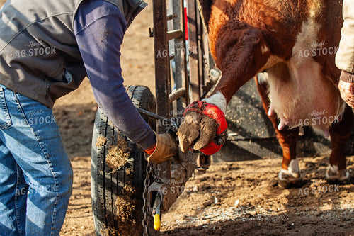 Trimming Hereford Cow Hoof 150040