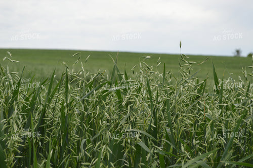 Oats 206044