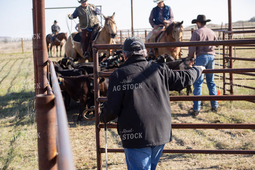 Working Cattle 117146
