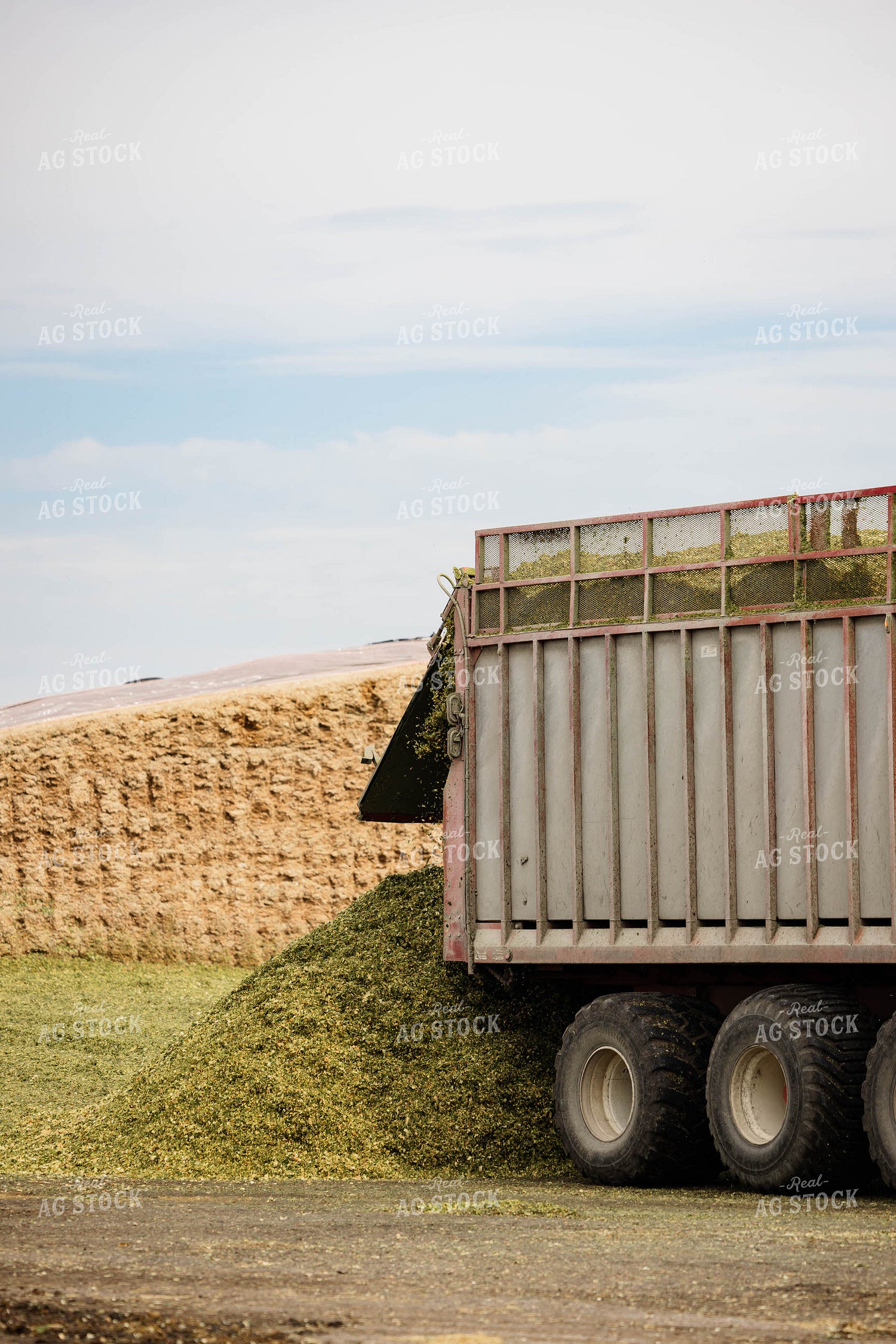 Unloading Silage 152942