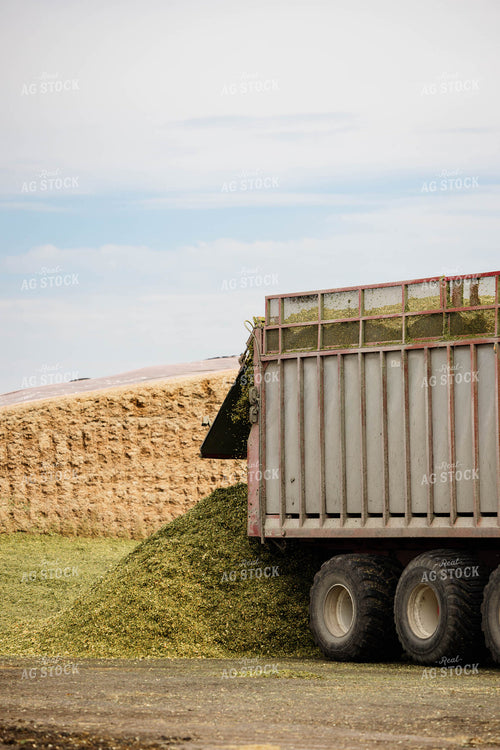 Unloading Silage 152942