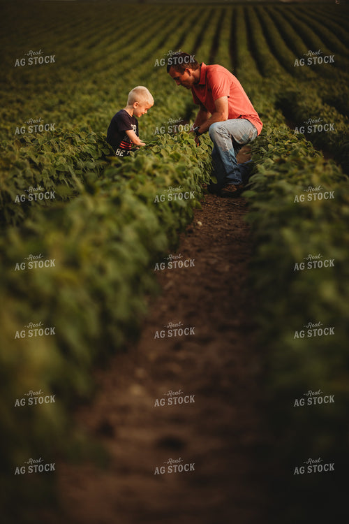Farmer and Farm Kid Checking Crops in Soybean Field 4598
