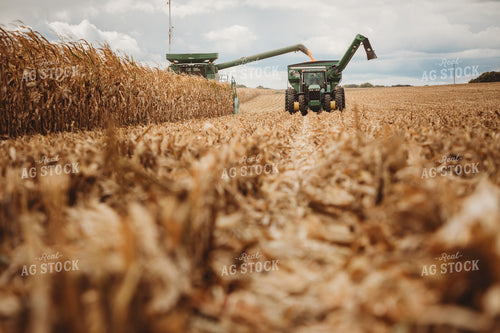 Combine Harvesting Corn and Unloading On the Go onto Auger Wagon 3342