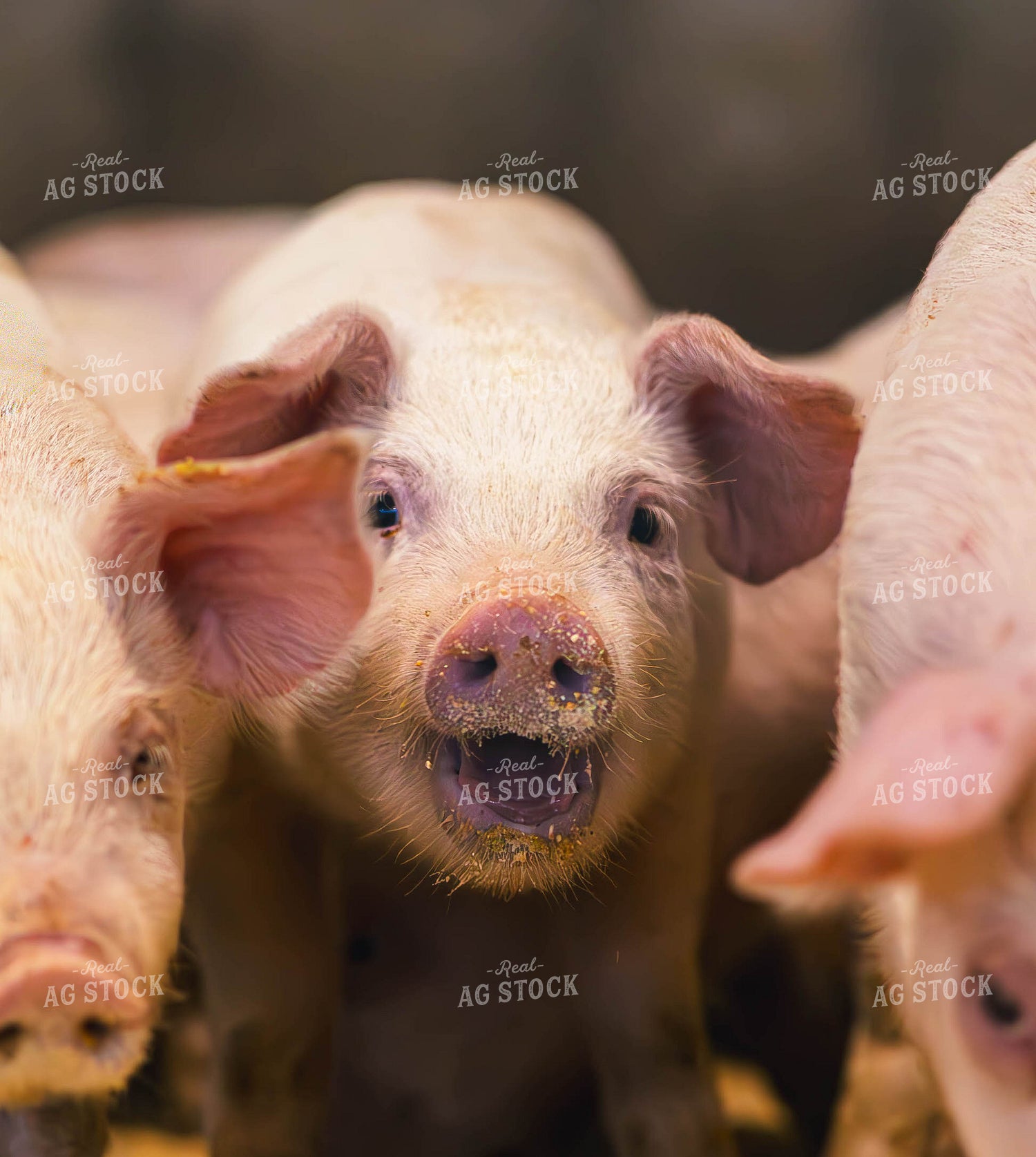 Pigs Eating Feed 289062