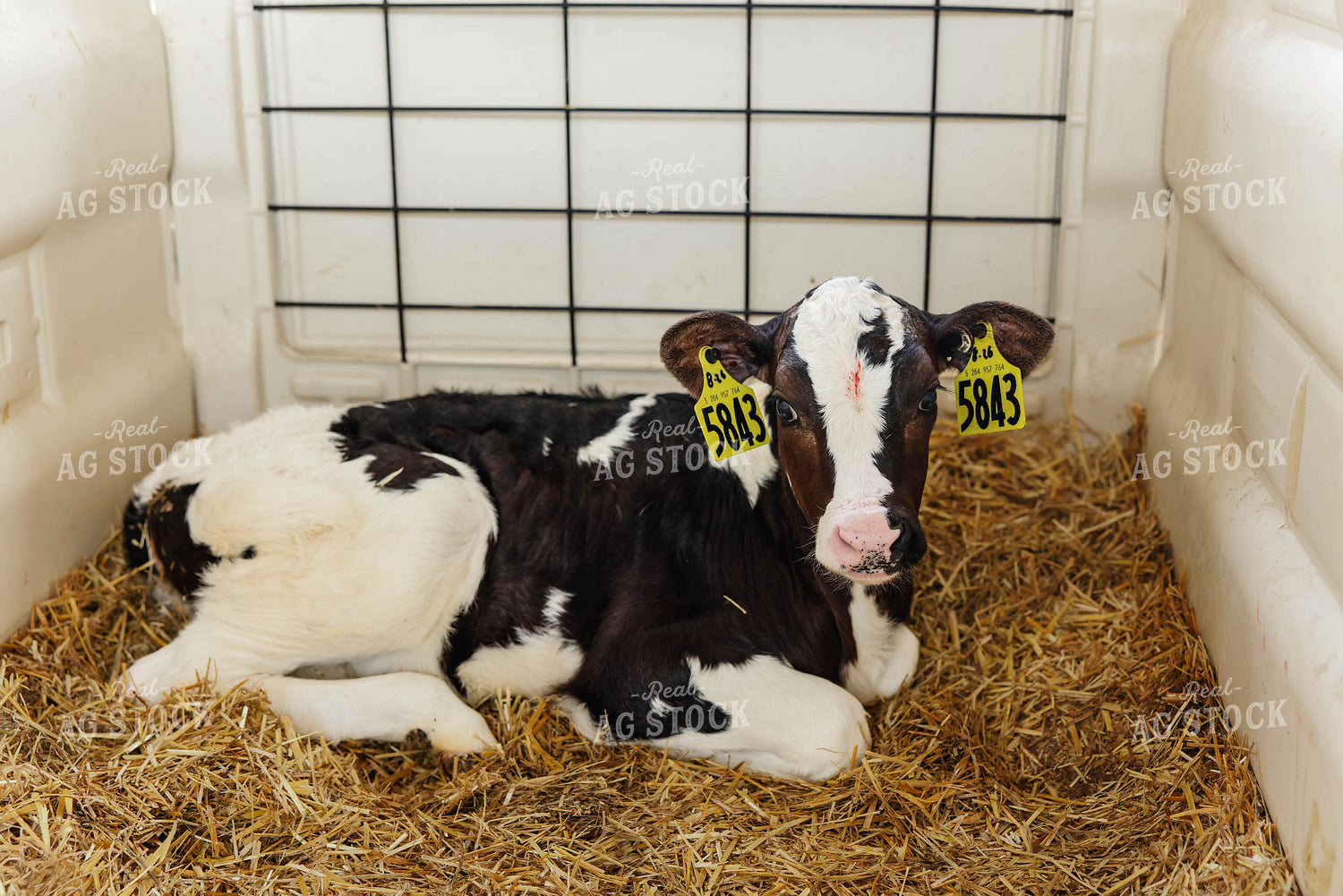 Holstein Calf 152629