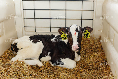 Holstein Calf 152629