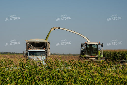 Silage Harvest 185182