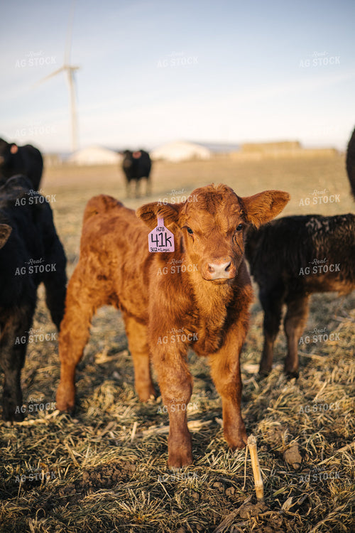 Red Angus Calf 70137