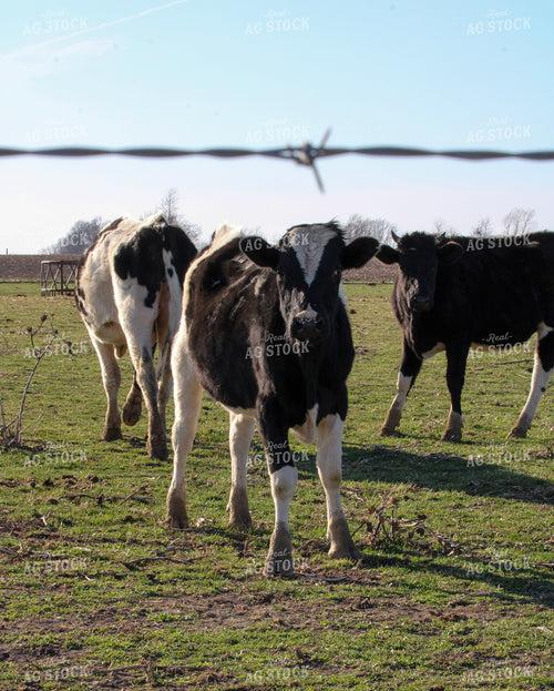 Crossbred Cattle 182002