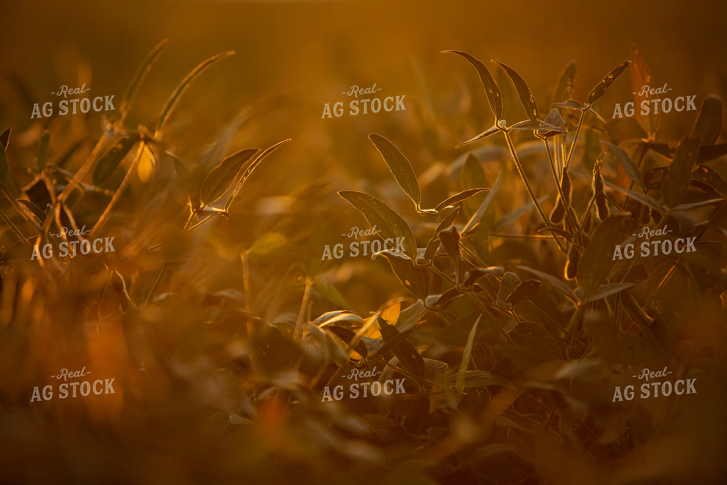 Soybeans - Mid-Season 2381