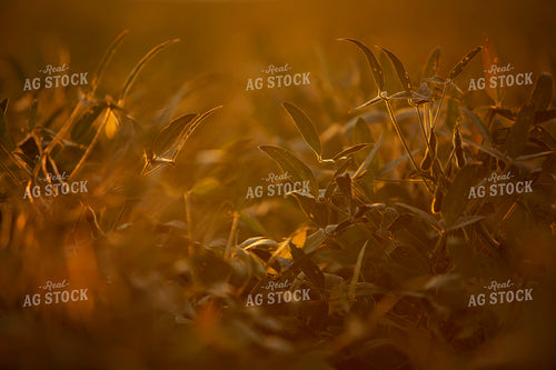 Soybeans - Mid-Season 2381