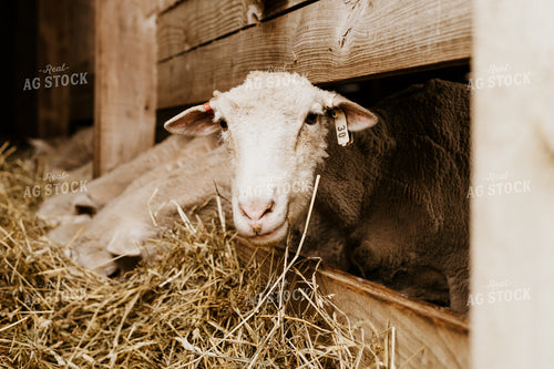 Sheep Eating Straw 68136