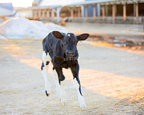 Holstein Calf 55064