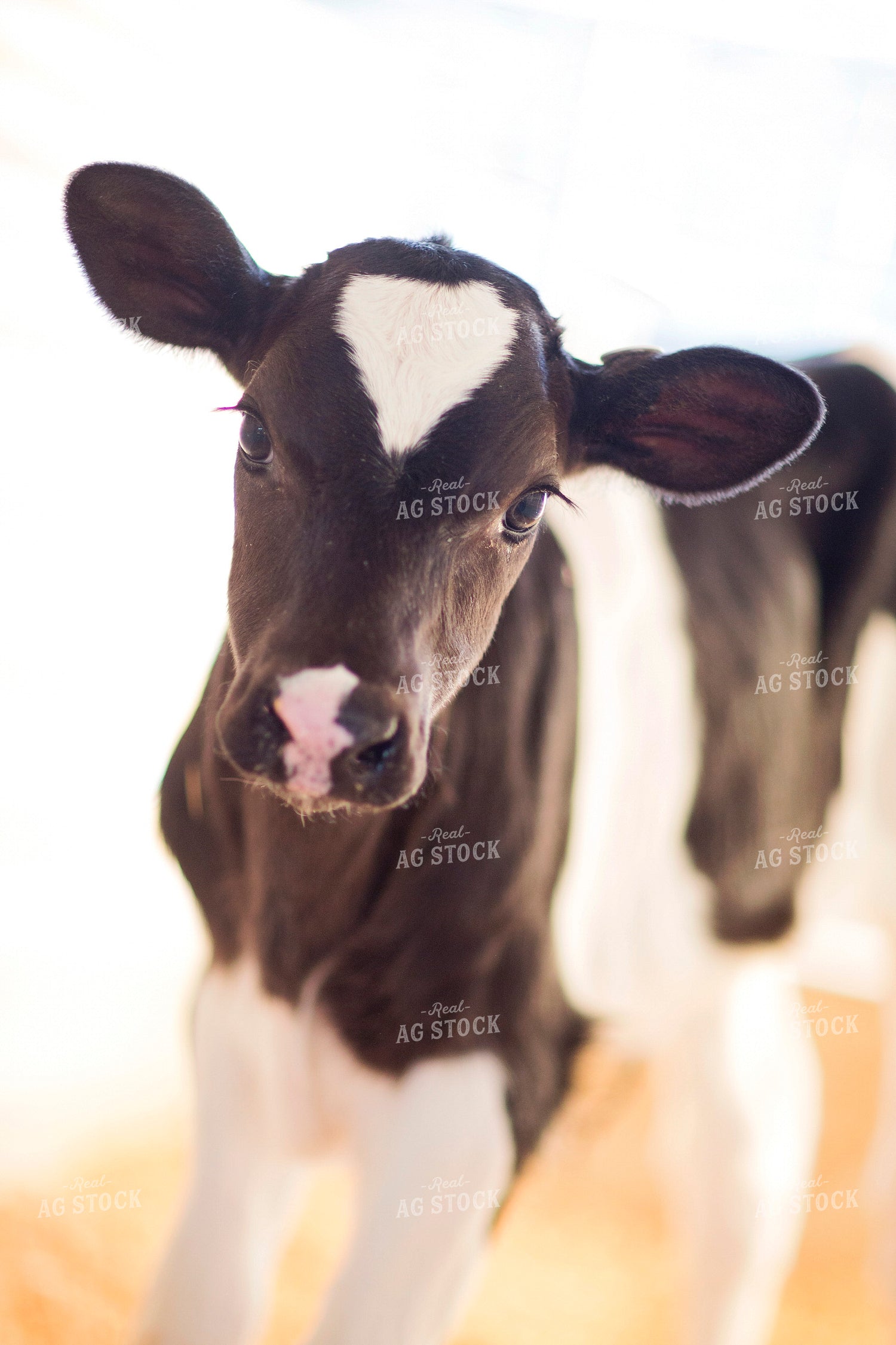 Holstein Calf 55289